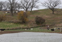 Expert details how dairy producers can manage carbon