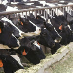 Image Of Cows