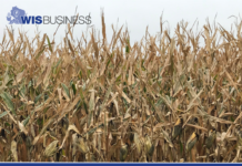 Dry conditions impacting crop growth in Wisconsin