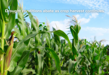Drought conditions abate as crop harvest continues