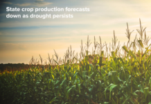 State crop production forecasts down as drought persists