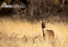 ‘Slow erosion’ of state’s hunting population continues as opening weekend approaches