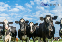 USMCA panel ruling has major implications for U.S. dairy producers